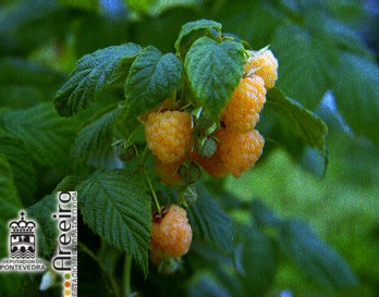 Frambuesa - Raspberry - Framboesa (Rubus idaeus L.) >> Frambuesa (Rubus idaeus L.) - Maduracion del fruto.jpg